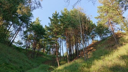 path in the forest
