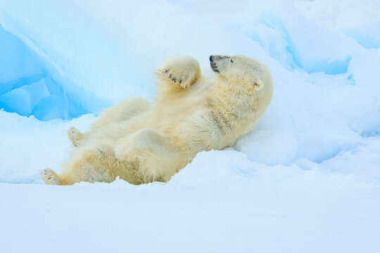 Polar bear (Ursus maritimus) sleeping on pack ice, Svalbard, Norway