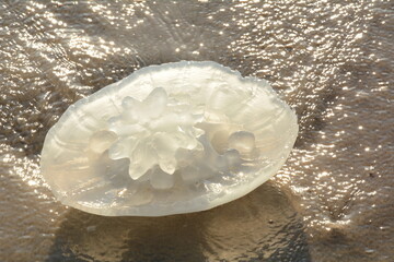 Rhopilema nomadica jellyfish at the Mediterranean seacoast.  Vermicular filaments with venomous stinging cells  can cause painful injuries to people. © Natalia Hanin