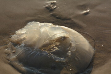 Rhopilema nomadica jellyfish at the Mediterranean seacoast.  Vermicular filaments with venomous stinging cells  can cause painful injuries to people. © Natalia Hanin