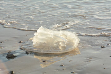 Rhopilema nomadica jellyfish at the Mediterranean seacoast.  Vermicular filaments with venomous stinging cells  can cause painful injuries to people. © Natalia Hanin