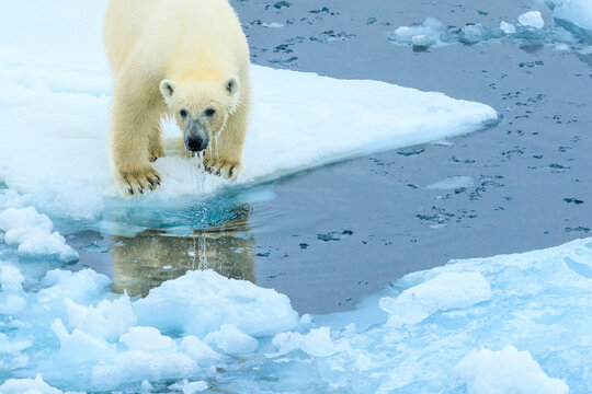 Drippin wet Polar Bear (Ursus maritimus) on the pack ice, Arctic Ocean, Hinlopen Strait, Svalbard, Norway