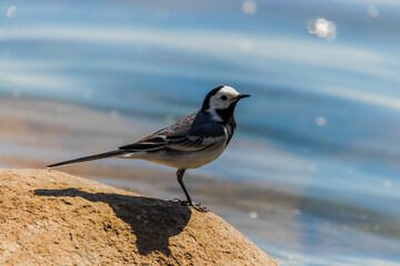bird on a branch