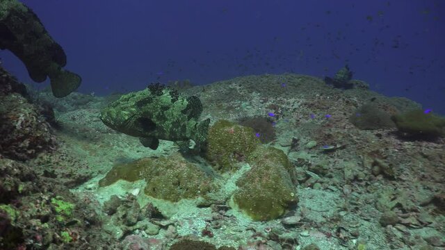 Long shot. This is the 3d part of a 3 minute video of fighting Brown-spotted Groupers (Epinephelus coioides). Very slow development of events, but at the very end there was a sharp collision 30cm from