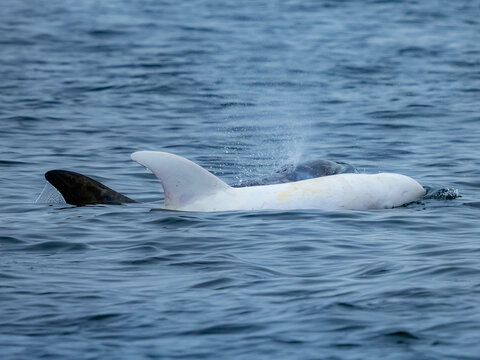 Rare sighting in Monterey Bay, "Casper," white or lucistic Risso Dolphin (Grampus griseus), Monterey Bay National Marine Reserve, Pacific Ocean, California