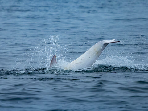Rare sighting in Monterey Bay, "Casper," white or lucistic Risso Dolphin (Grampus griseus), Monterey Bay National Marine Reserve, Pacific Ocean, California