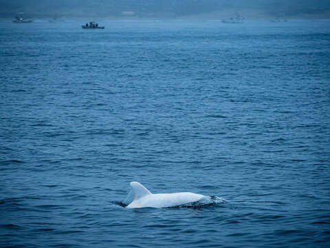 Rare sighting in Monterey Bay, "Casper," white or lucistic Risso Dolphin (Grampus griseus), Monterey Bay National Marine Reserve, Pacific Ocean, California