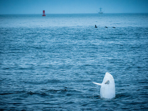 Rare sighting in Monterey Bay, "Casper," white or lucistic Risso Dolphin (Grampus griseus), Monterey Bay National Marine Reserve, Pacific Ocean, California