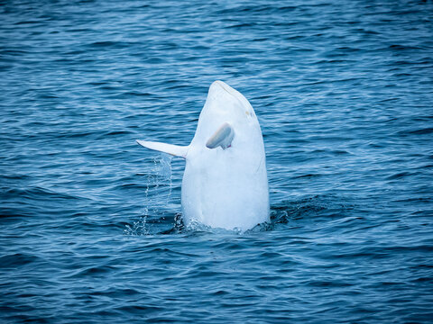 Rare sighting in Monterey Bay, "Casper," white or lucistic Risso Dolphin (Grampus griseus), Monterey Bay National Marine Reserve, Pacific Ocean, California
