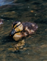 duck in water