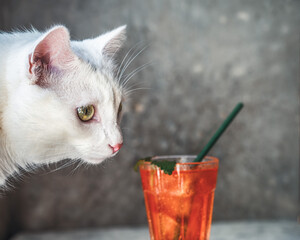 Portrait of a white cat and a glass with an orange drink