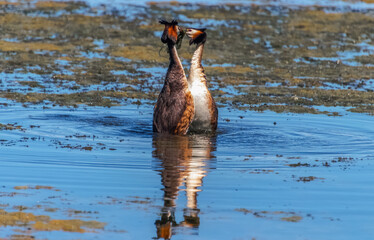 great crested grebe