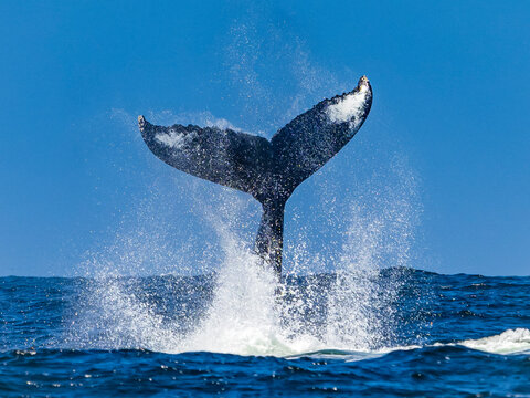 Tale lob behavior of Humpback Whale (Megaptera novaeangliae) in Monterey Bay, Monterey Bay National Marine Refuge, California