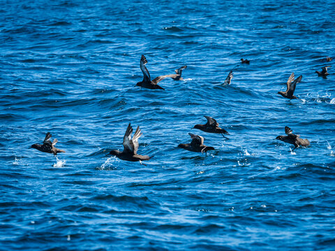 Sooty Sheerwaters (Ardenna grisea) taking off in Monterey Bay, Monterey Bay National Marine Reserve, Pacific Ocean, California