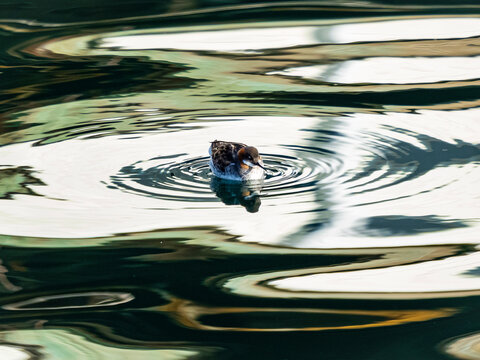 Reflection patterns and red-necked phalarope (Phalaropus lobatus) in Monterey Bay, California, Pacific Ocean