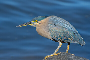 The striated heron, Butorides striata, also known as mangrove heron, little heron or green-backed heron, is a small heron, about 44 cm tall.