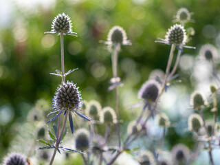 The blue globe eryngium inflorescence in summer 