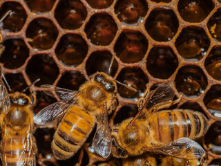 bees and hive in nature 