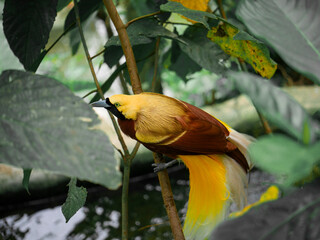 Bird of Paradise on a tree