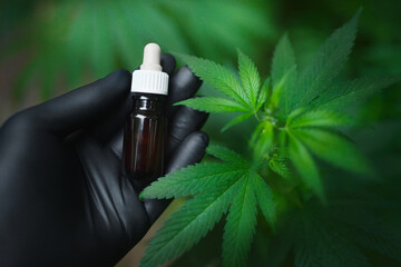 Black gloved hand holds a cannabis bottle with CBD oil next to a green hemp bush. Medicinal Cannabis Oil with CBD