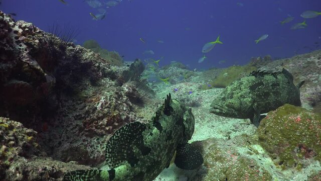 This is the 2nd part of a 4 minute video of fighting Brown-spotted Groupers (Epinephelus coioides). For a long time they face each other. The instant attack takes place a few cm from the camera