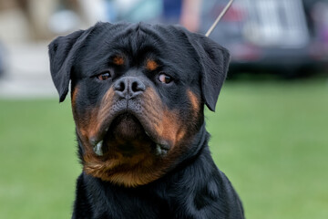 Portrait of a rottweiler dog loking looking to a side