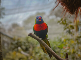 beautiful parrot on the tree branch