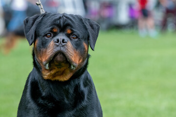 Portrait of a rottweiler dog