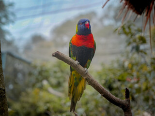 beautiful parrot on the tree branch