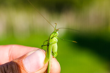 Locusts in hand. Human fingers, green background, locust.