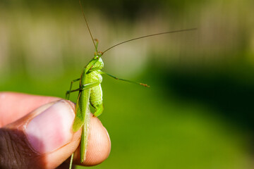 Locusts in hand. Human fingers, green background, locust.