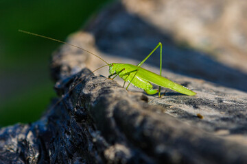 Green grasshopper perched on a gray stone or tree. Well lit by sunlight.