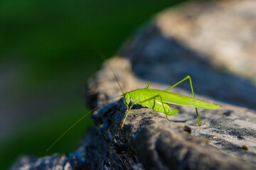 Green grasshopper perched on a gray stone or tree. Well lit by sunlight.