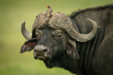 Yellow-billed oxpecker on horns of Cape buffalo