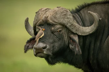 Photo sur Aluminium Buffle Yellow-billed oxpecker on face of Cape buffalo