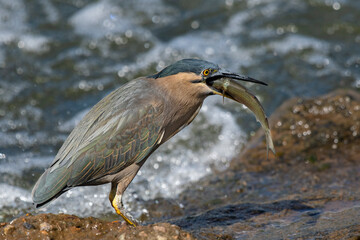 White faced heron catches small fisf on the banks of a local river with prey caught in its beak