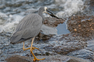 White faced heron catching prey on the banks of a river