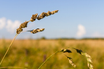 Naklejka premium Hedgehog national team against the background of a yellowed field. Dactylis glomerata.