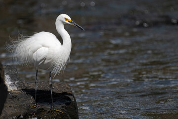Little egret on the side of a river bank waiting to strike at prey