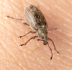 Close-up of a beetle on human skin.