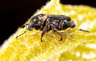Close-up of a beetle on a green leaf of a plant.