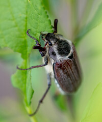 Close-up of a beetle on a green leaf.