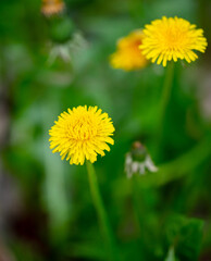 Yellow dandelion flowers in spring.