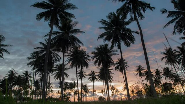 Silhouettes of palm trees against the background of the sunset sky amazing time lapse