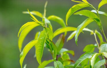 Green leaves on the peach tree