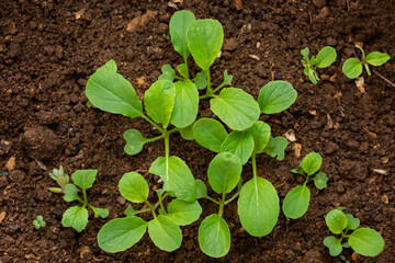 sprout of Brassica rapa (Chinensis Group) growing from soil.
