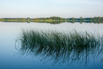 Late afternoon at the lake with reeds in rural Minnesota, USA
