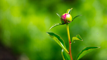 Obraz na płótnie Canvas Closed rose flower in nature.