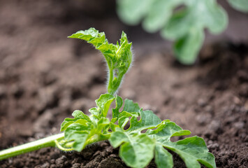 Green leaves of a watermelon plant