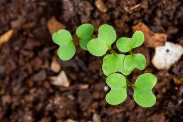 sprout of Brassica rapa (Chinensis Group) growing from soil.